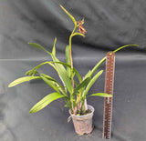 Caulolaelia Mizoguchi 'Princess Kiko' (4"p)