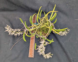 Dockrillia wassellii (4"b)