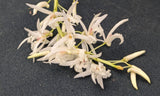 Dockrillia wassellii (4"b)