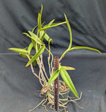 Epicattleya Graf's Gem (6")<br> (Epc. Dowset Gem x C. Choclate Drop)