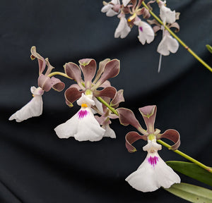 Encyclia cordigera Randii Type (2"p)