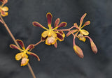 Enc. alata x self (8"b )