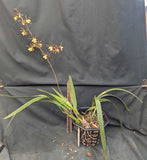Enc. alata x self (8"b )