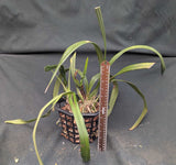 Enc. alata x self (8"b )