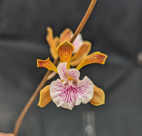 Encyclia gracilis (6