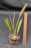Encyclia phoenicia (4"b)