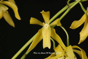 Enc. rufa Var. yellow (4")