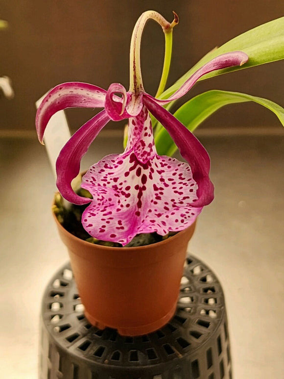 Bepi. Pikpik x Enc. cordigera (2