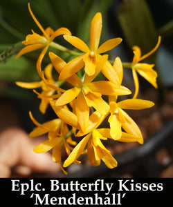 Eplc. Butterfly Kisses 'Mendenhall' x self (4"p)