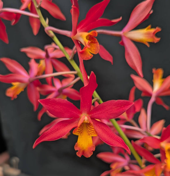 Epc. Charlie Brown 'Red Star' Overgrown (8