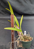 Epicatt. El Hatillo 'Pinta' (5"p) (Meristem)