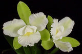 Epic. Siam Jade (5"p)