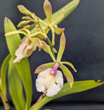 Epicattleya Robsan (5"p) <br> (Epic. Rene Marquez x Enc. cordigera)