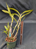 Epicattleya Robsan (5"p) <br> (Epic. Rene Marquez x Enc. cordigera)