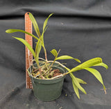 Epicattleya Robsan (6"p) <br> (Epic. Rene Marquez x Enc. cordigera)