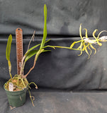 Epidendrum ciliare (4" p)