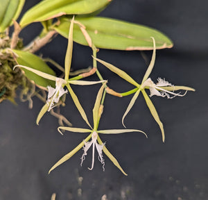 Epidendrum ciliare (m)