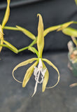 Epidendrum ciliare (4" p)