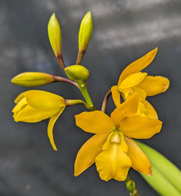Products Tagged Special Divisions Plantio La Orquidea products-tagged-special-divisions-plantio-la-orquidea