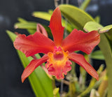 Recch. Graf's Fantasia (6"p) <br> (Pot. Twenty Four Carat x Sch. undulata 'Beige')