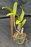 Lyonara Inge Graf (5"p) <br> ( Lc. Gold Digger x Sch. undulata alba 'Graf's Emerald')