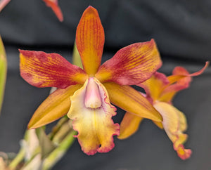 Rchg. Chichiriviche Sunset (5"p)