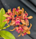 Recchara Graf's Perla Naranja (5")<br> ( Sch. gloriosa x Blc. Graf's Camburcito)