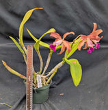 Guaracatophila Liana Graf (6"p)<br>(Slc. Art Deco x Myc. Trudy Fennell)