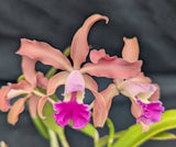 Guaracatophila Liana Graf (6"p)<br>(Slc. Art Deco x Myc. Trudy Fennell)