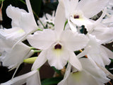 Laelia rubescens semi alba (m)