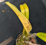 Laelia Pacavia (6"p) <br> (Laelia purpurata x tenebrosa)