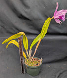 Laelia Pacavia (6"p) <br> (Laelia purpurata x tenebrosa)