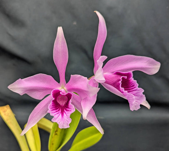 Laelia Pacavia (6