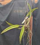 Laelia Santa Barbara Sunset 'Showtime' HCC/AOS (m)<br>Meristem
