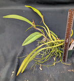 Laelia Santa Barbara Sunset 'Showtime' HCC/AOS (BR)<br>Meristem