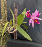 Laelia anceps color 'Florida' (mounted)