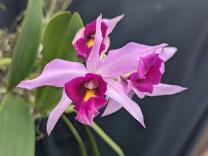 Laelia anceps color 'Florida' (mounted)