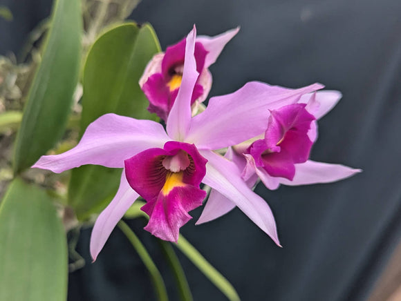 Laelia anceps color 'Florida' (mounted)