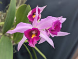 Laelia anceps color 'Florida' (mounted)