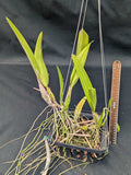 Laelia anceps alba ('Little Magic' X 'Marble Queen') (8"b)