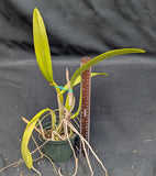 Laelia anceps 'White Magic' X 'Marble Queen' (5" p)