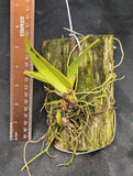Laelia aurea (mounted)