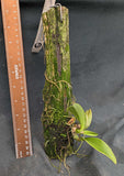 Laelia aurea (mounted)