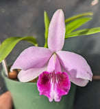 Laelia dayana (Cattleya bicalhoi) (4"p)