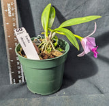 Laelia dayana (Cattleya bicalhoi) (4"p)