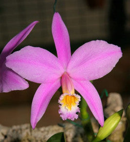 Laelia jongheana tipo (3"p)