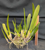 Laelia lobata 'Jeni' x self  overgrown(5"p)