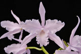 Laelia lobata 'Jeni' x self  overgrown(5"p)