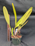 Laelia pulcherrima alba (5"p)