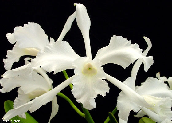 Laelia pulcherrima alba (5